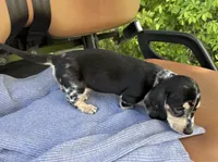 Prince, a male Miniature Dachshund for sale in Mayo, FL – Photo 6 of 7