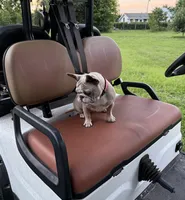 BeBe, a female French Bulldog for sale in Mayo, FL – 4 of 10