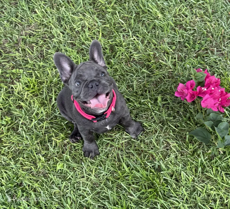 Mandy – French Bulldog puppy for sale in Mayo, FL