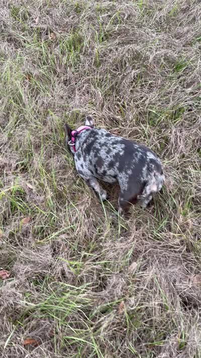 Raquel , a female French Bulldog for sale in Mayo, FL – 8 of 8