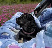 Petal, a female Miniature Dachshund for sale in Mayo, FL – Photo 3 of 6