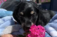 Petal, a female Miniature Dachshund for sale in Mayo, FL – Photo 2 of 6