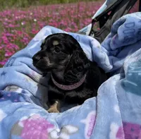Petal, a female Miniature Dachshund for sale in Mayo, FL – Photo 4 of 6