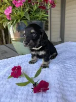 Petal, a female Miniature Dachshund for sale in Mayo, FL – Photo 6 of 6