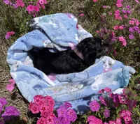 Petal, a female Miniature Dachshund for sale in Mayo, FL – Photo 5 of 6