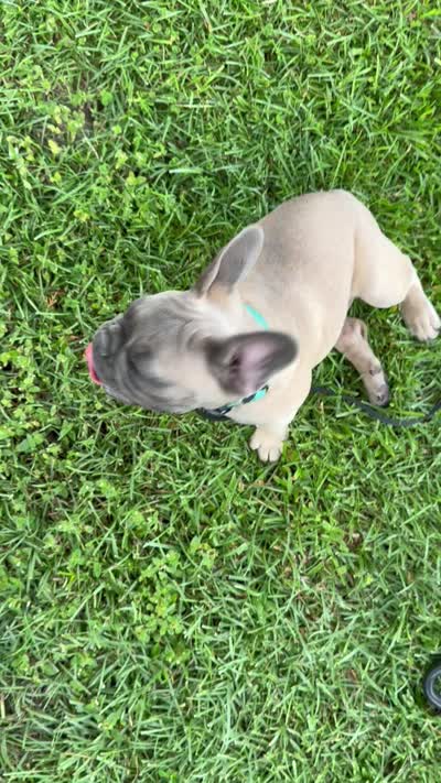 Buck, a male French Bulldog for sale in Mayo, FL – 10 of 10