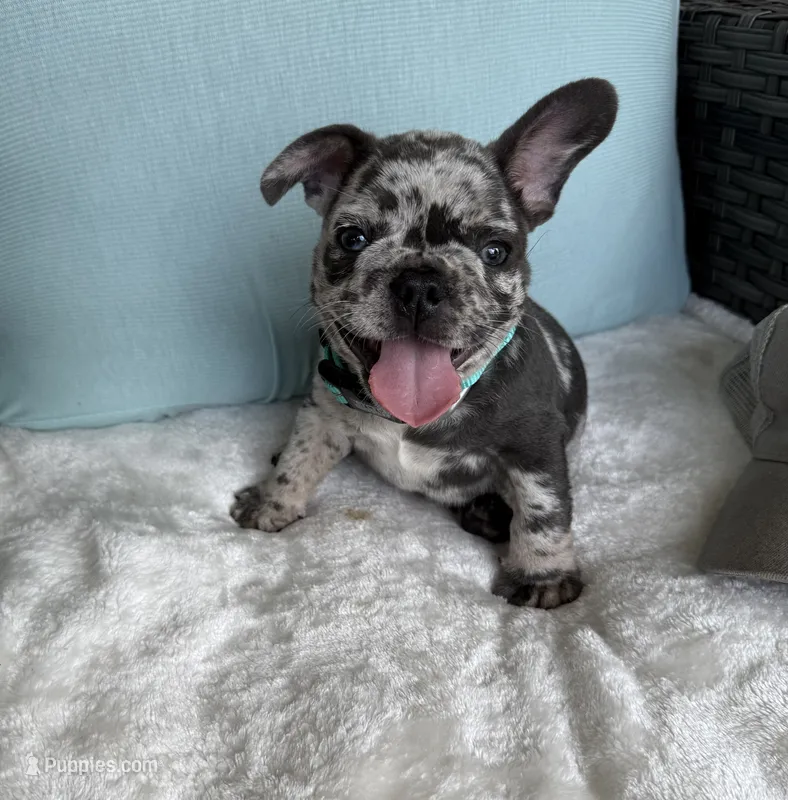 Zulu – French Bulldog puppy for sale in Mayo, FL