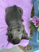 Mandy, a female French Bulldog for sale in Mayo, FL – 3 of 10