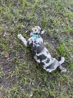 Fonzi, a male French Bulldog for sale in Mayo, FL – 3 of 7
