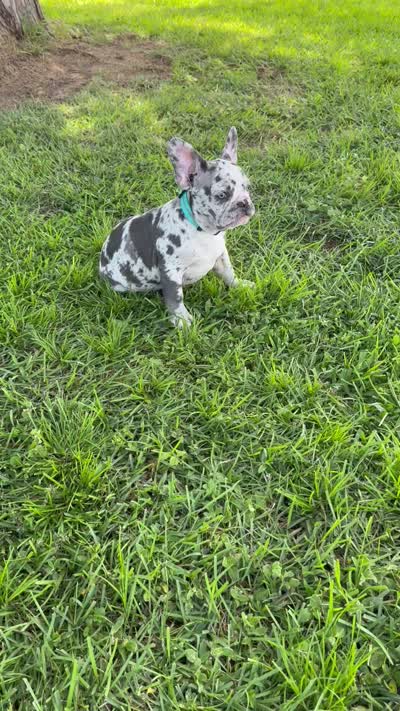 Fonzi, a male French Bulldog for sale in Mayo, FL – 4 of 7