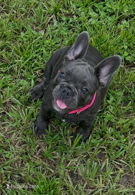 Mandy – French Bulldog puppy for sale in Mayo, FL