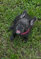 Mandy, a female French Bulldog for sale in Mayo, FL – 1 of 7