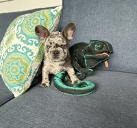 Zulu, a male French Bulldog for sale in Mayo, FL – 7 of 9
