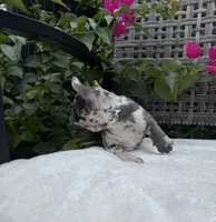 Misty, a female French Bulldog for sale in Mayo, FL – 8 of 10