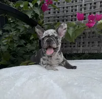 Misty, a female French Bulldog for sale in Mayo, FL – 3 of 10