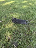 Mandy, a female French Bulldog for sale in Mayo, FL – 8 of 10