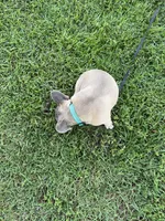 Buck, a male French Bulldog for sale in Mayo, FL – 3 of 10