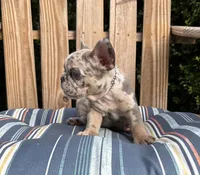Candy, a female French Bulldog for sale in Mayo, FL – 7 of 10