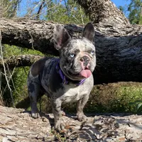 Raquel , a female French Bulldog for sale in Mayo, FL – 2 of 8