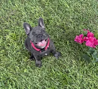 Mandy, a female French Bulldog for sale in Mayo, FL – 2 of 7