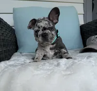Zulu, a male French Bulldog for sale in Mayo, FL – 6 of 9