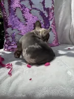 Candy, a female French Bulldog for sale in Mayo, FL – 9 of 10