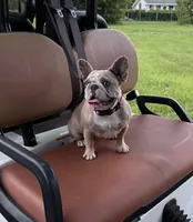 BeBe, a female French Bulldog for sale in Mayo, FL – 10 of 10