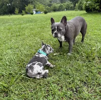 Zulu, a male French Bulldog for sale in Mayo, FL – 6 of 9
