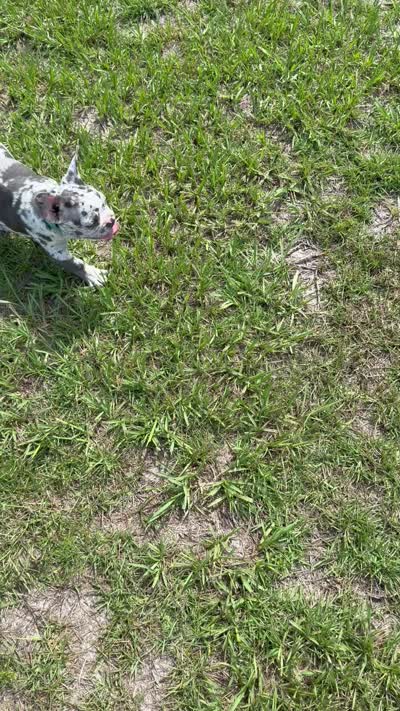 Fonzi, a male French Bulldog for sale in Mayo, FL – 5 of 7