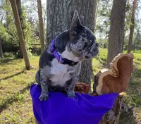 Raquel , a female French Bulldog for sale in Mayo, FL – 4 of 8