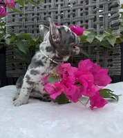Misty, a female French Bulldog for sale in Mayo, FL – 9 of 10