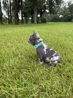 Zulu, a male French Bulldog for sale in Mayo, FL – 3 of 9