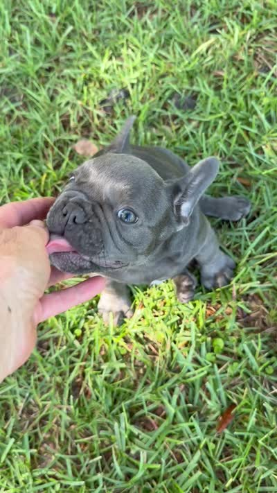 Mandy, a female French Bulldog for sale in Mayo, FL – 7 of 10