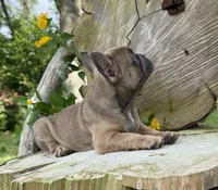 Fiji girl, a female French Bulldog for sale in Mayo, FL – 3 of 7