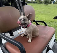 BeBe, a female French Bulldog for sale in Mayo, FL – 9 of 10
