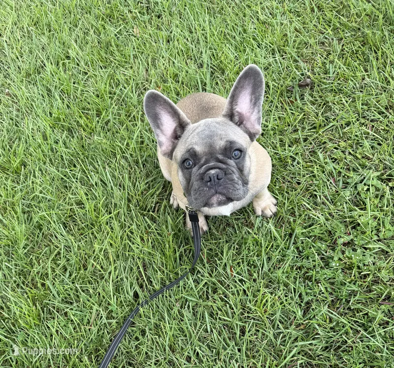 Buck – French Bulldog puppy for sale in Mayo, FL