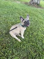Buck, a male French Bulldog for sale in Mayo, FL – 4 of 10