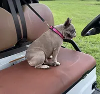 BeBe, a female French Bulldog for sale in Mayo, FL – 3 of 10
