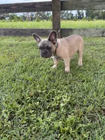 Buck, a male French Bulldog for sale in Mayo, FL – 4 of 7