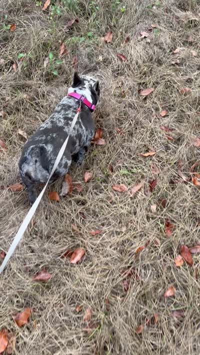 Raquel , a female French Bulldog for sale in Mayo, FL – 6 of 8
