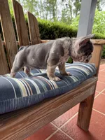 Candy, a female French Bulldog for sale in Mayo, FL – 10 of 10