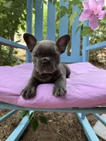 Mandy, a female French Bulldog for sale in Mayo, FL – 2 of 10