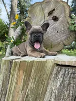 Fiji girl, a female French Bulldog for sale in Mayo, FL – 4 of 7