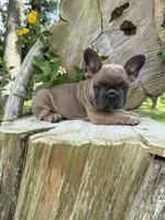 Fiji girl, a female French Bulldog for sale in Mayo, FL – 5 of 7