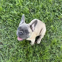Buck, a male French Bulldog for sale in Mayo, FL – 1 of 6