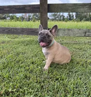 Buck, a male French Bulldog for sale in Mayo, FL – 5 of 10