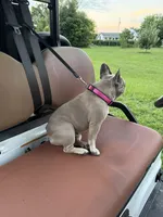 BeBe, a female French Bulldog for sale in Mayo, FL – 6 of 10