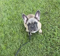 Buck, a male French Bulldog for sale in Mayo, FL – 3 of 7