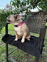 BeBe, a female French Bulldog for sale in Mayo, FL – 7 of 10