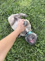 Buck, a male French Bulldog for sale in Mayo, FL – 3 of 6